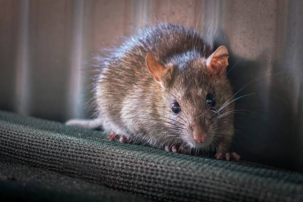 infestation de rongeurs maison