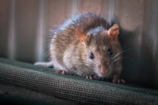 infestation de rongeurs maison
