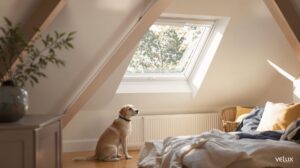 chien assis fenêtre