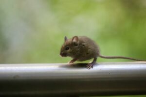 expert anti nuisible