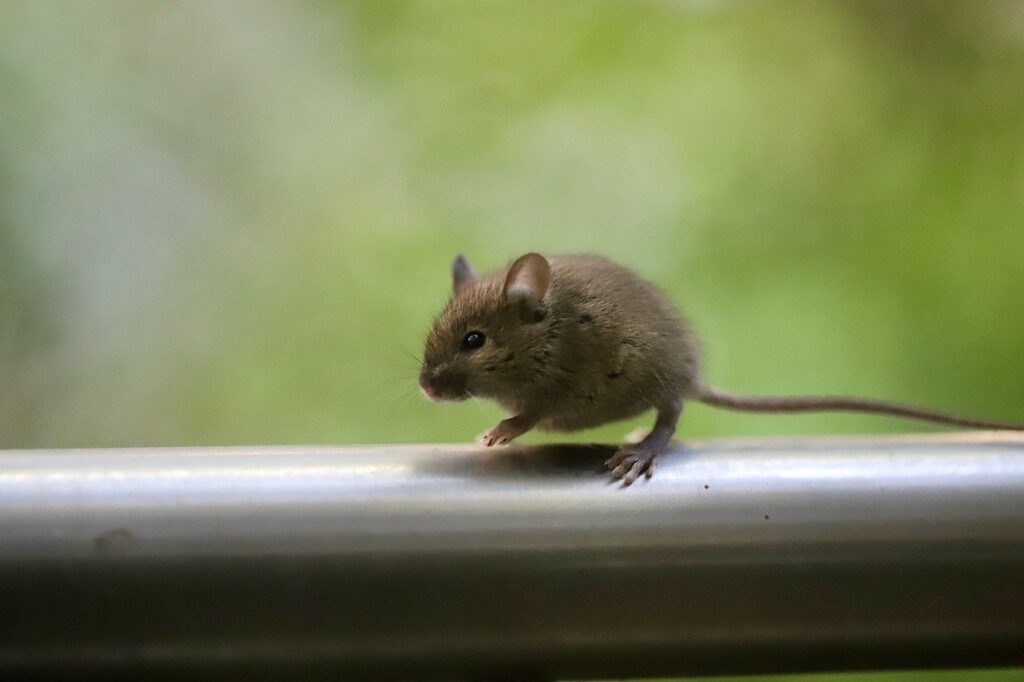 expert anti nuisible