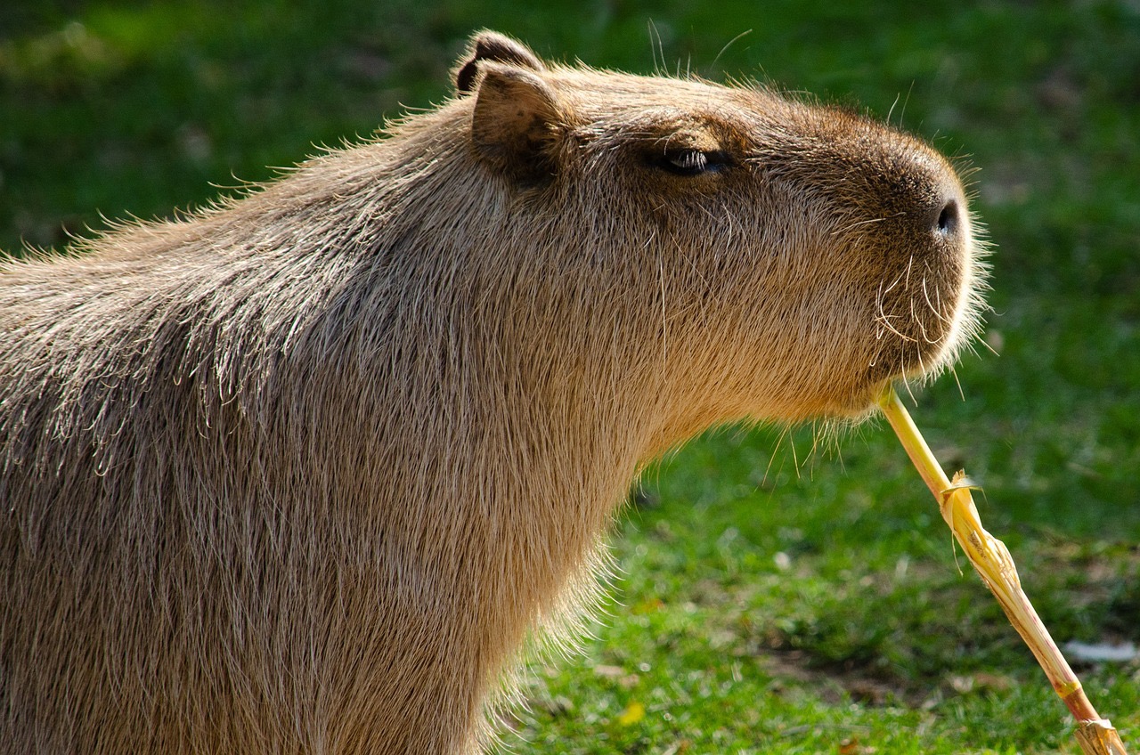 Capybara rock rust фото 21