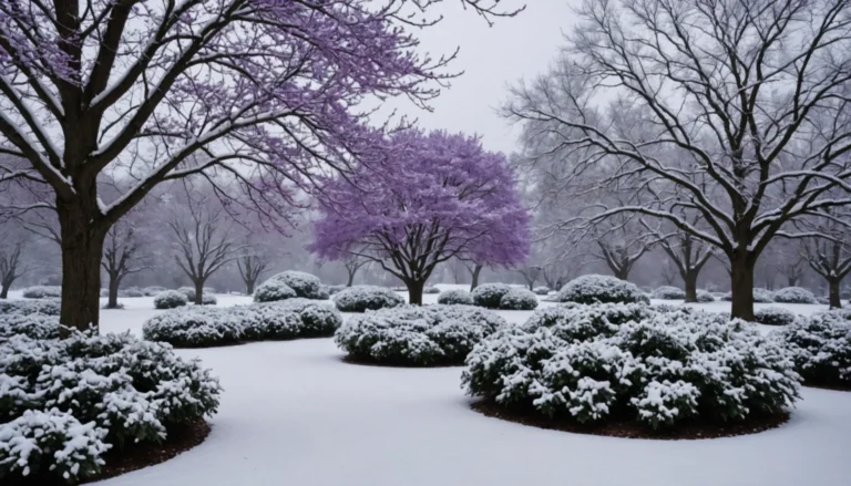 buisson résistant à l’hiver à fleurs violettes