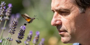 papillon colibri